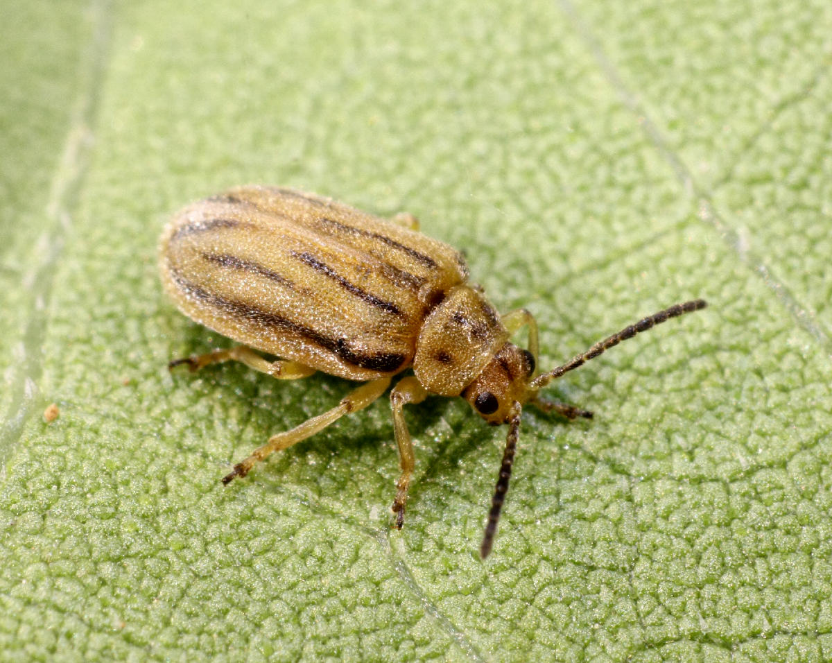 Ophraella communa (Chrysomelidae)